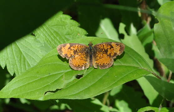 Image of Phyciodes cocyta