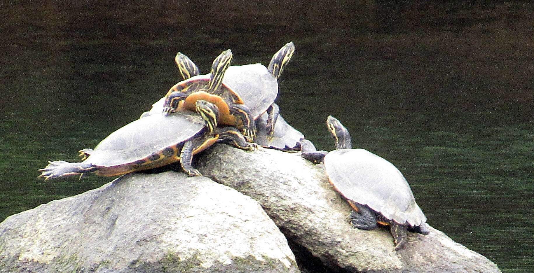 Image of Eastern River Cooter