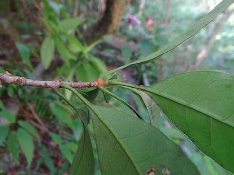 Image of Osmanthus kaoi (T. S. Liu & J. C. Liao) S. Y. Lu