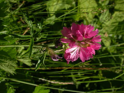 Слика од Sidalcea hirtipes C. L. Hitchcock