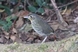 Image of Santa Marta Antpitta