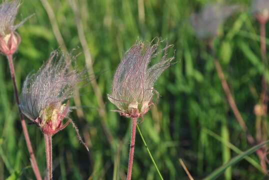 Image of old man's whiskers