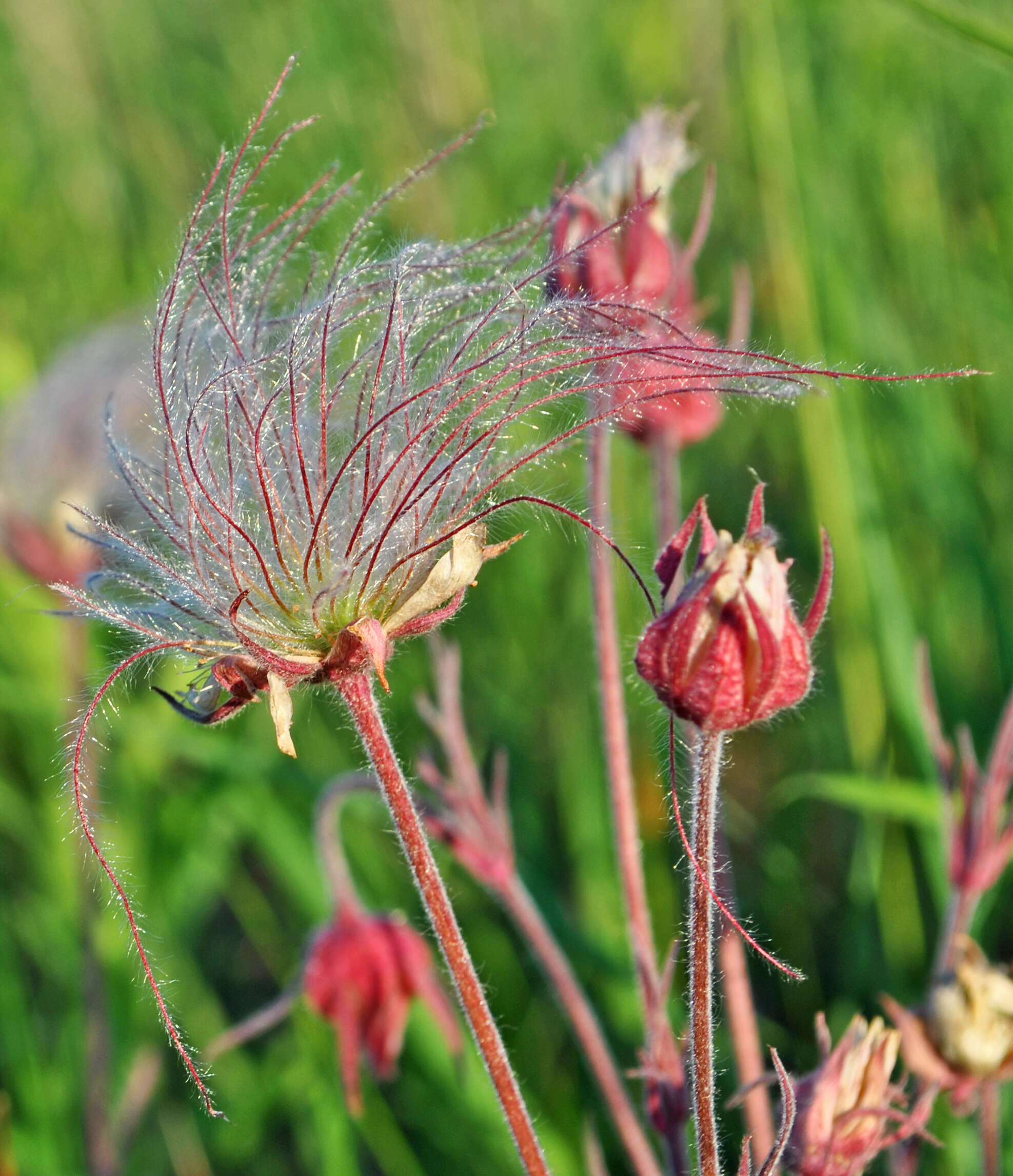 Image of old man's whiskers