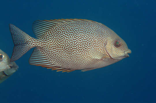 Image of Maze Rabbitfish