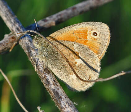 Image of Common Ringlet