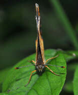 Image of Phyciodes cocyta