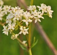 Imagem de Galium boreale L.