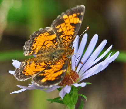 Image of Phyciodes cocyta