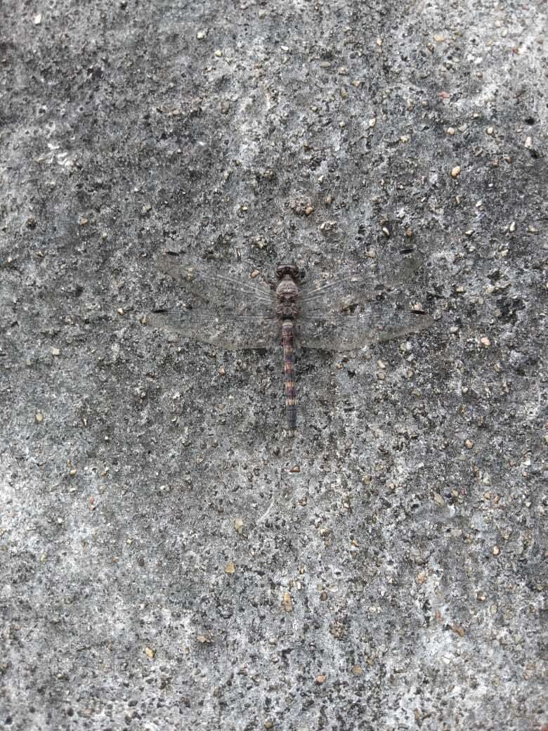 Image of Konkan Rockdweller