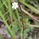 Image of limewater brookweed