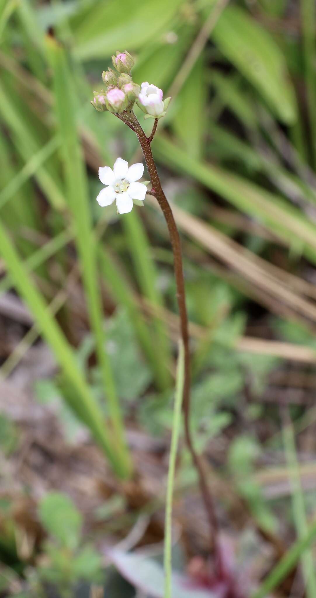 Image of limewater brookweed