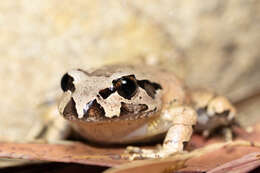 Image of Grey Barred Frog