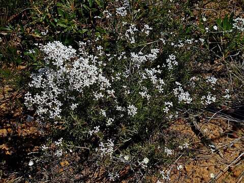 Image of Conospermum taxifolium C. F. Gaertner