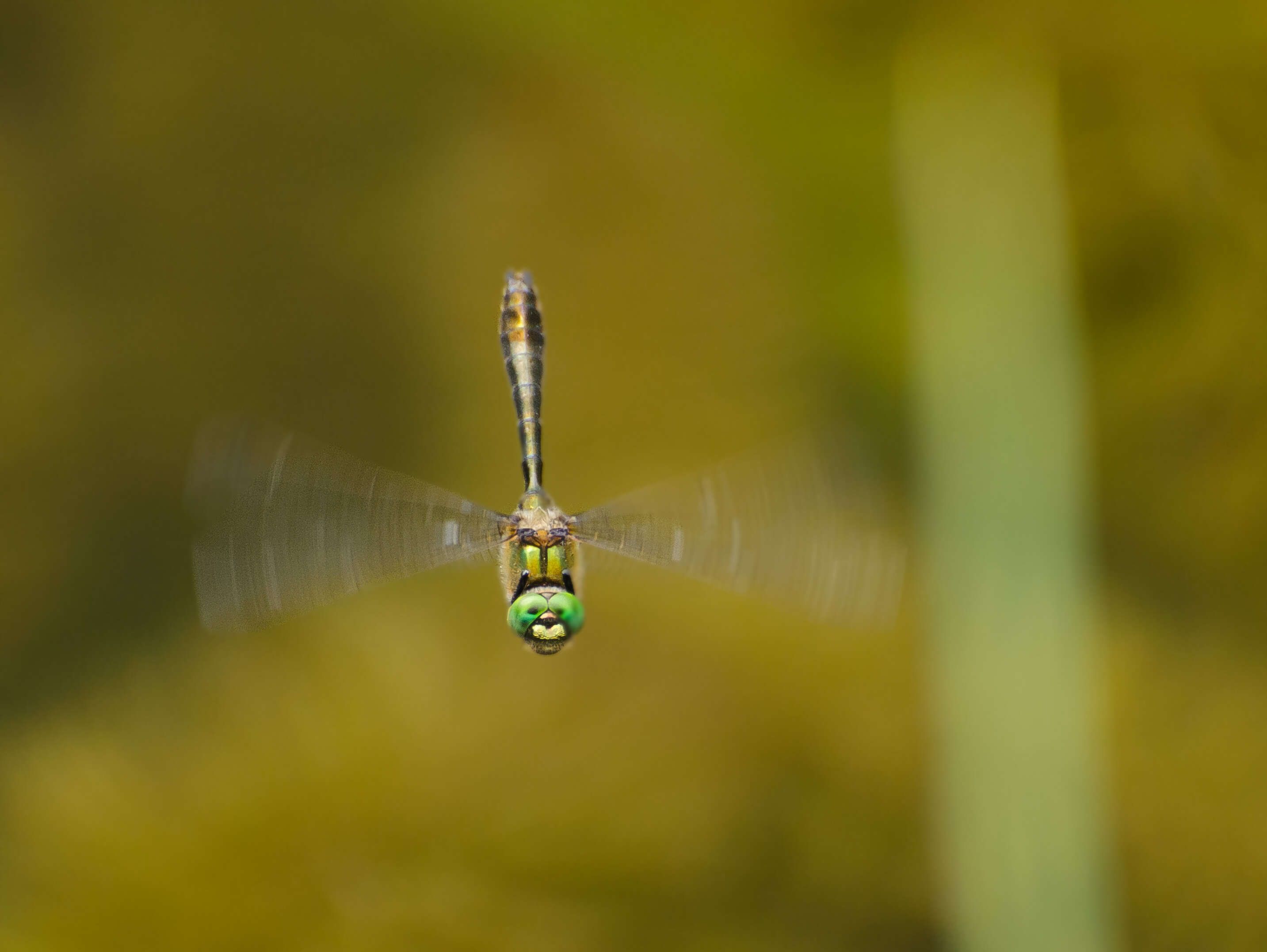 Image of Downy Emerald