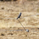 Image of Black-faced Woodswallow