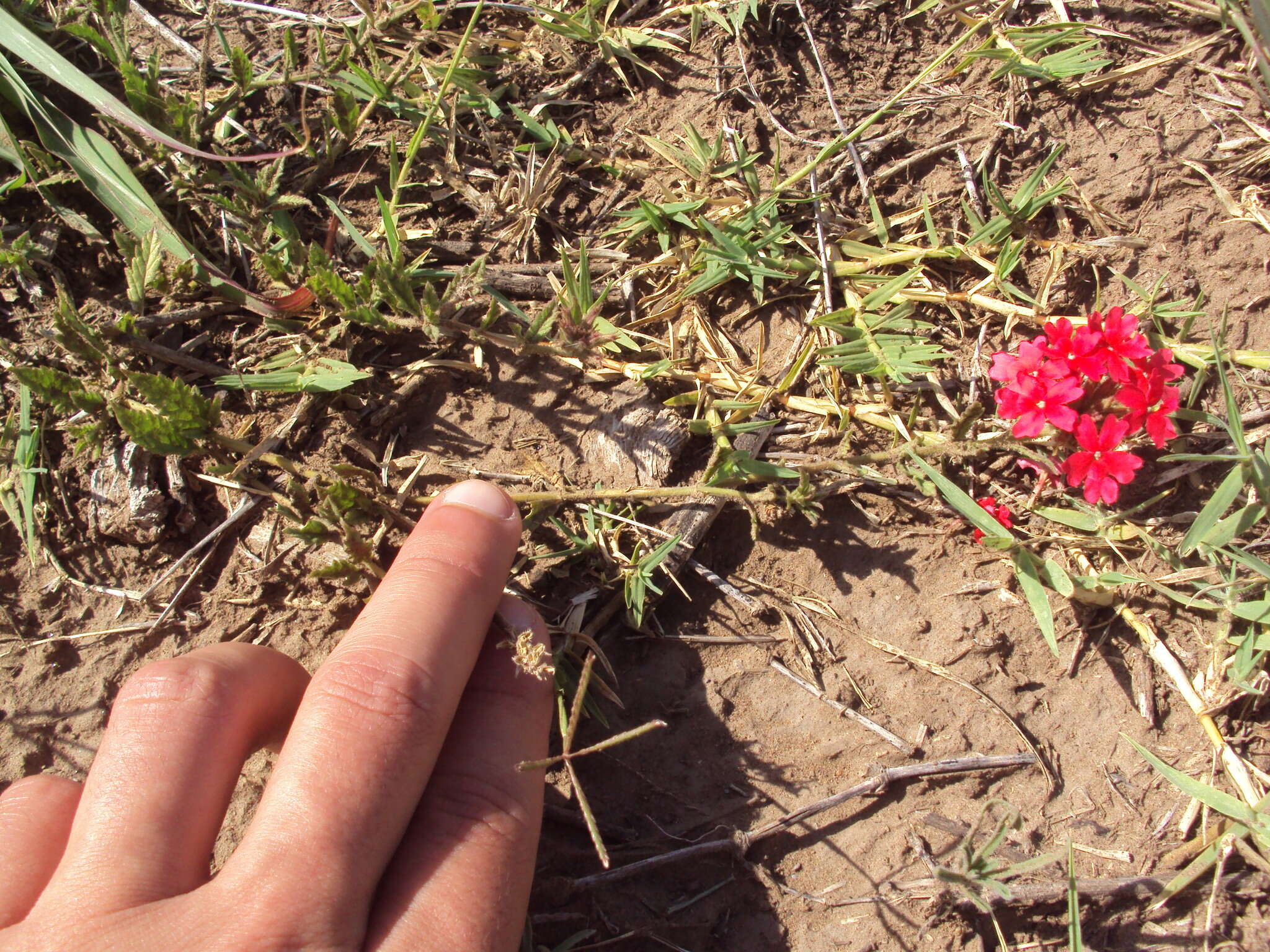 Image de Glandularia peruviana (L.) Small