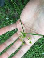 صورة Cyperus croceus Vahl