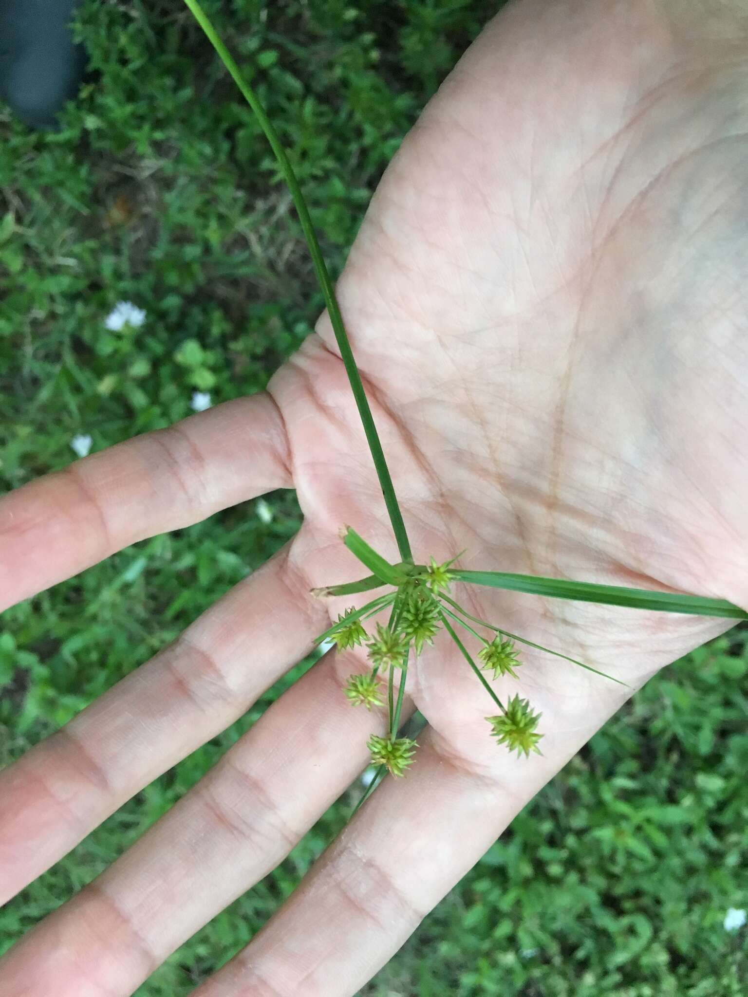 Imagem de Cyperus croceus Vahl