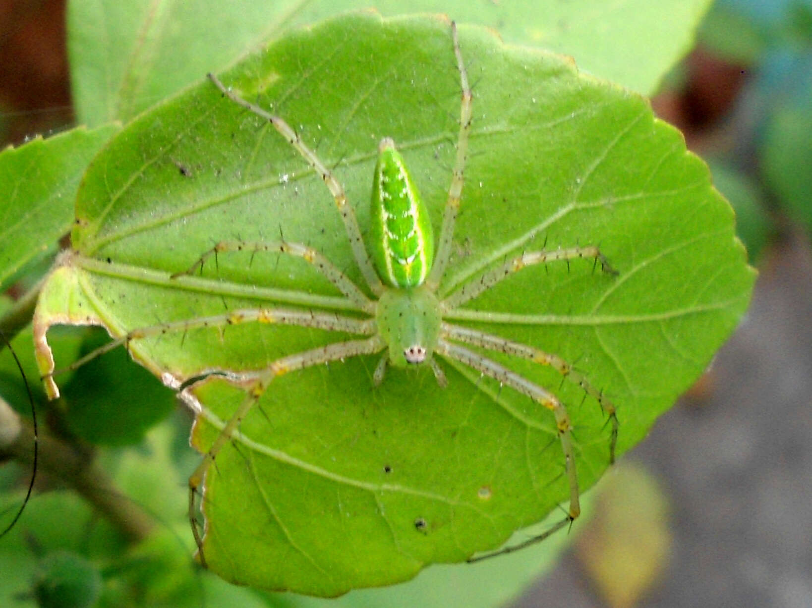 Image of Peucetia