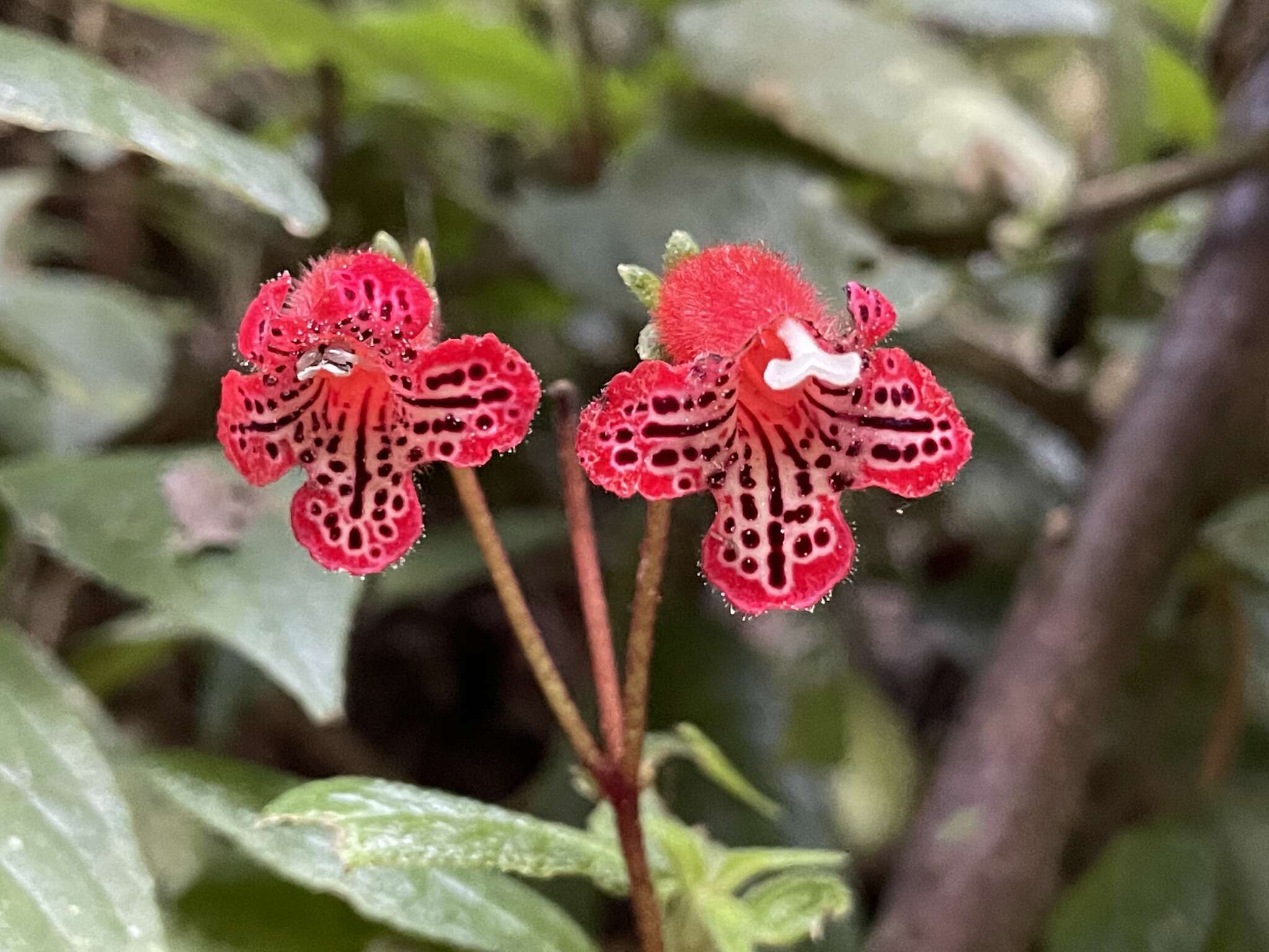 Sivun Kohleria inaequalis var. ocellata (Hook.) L. P. Kvist & L. E. Skog kuva