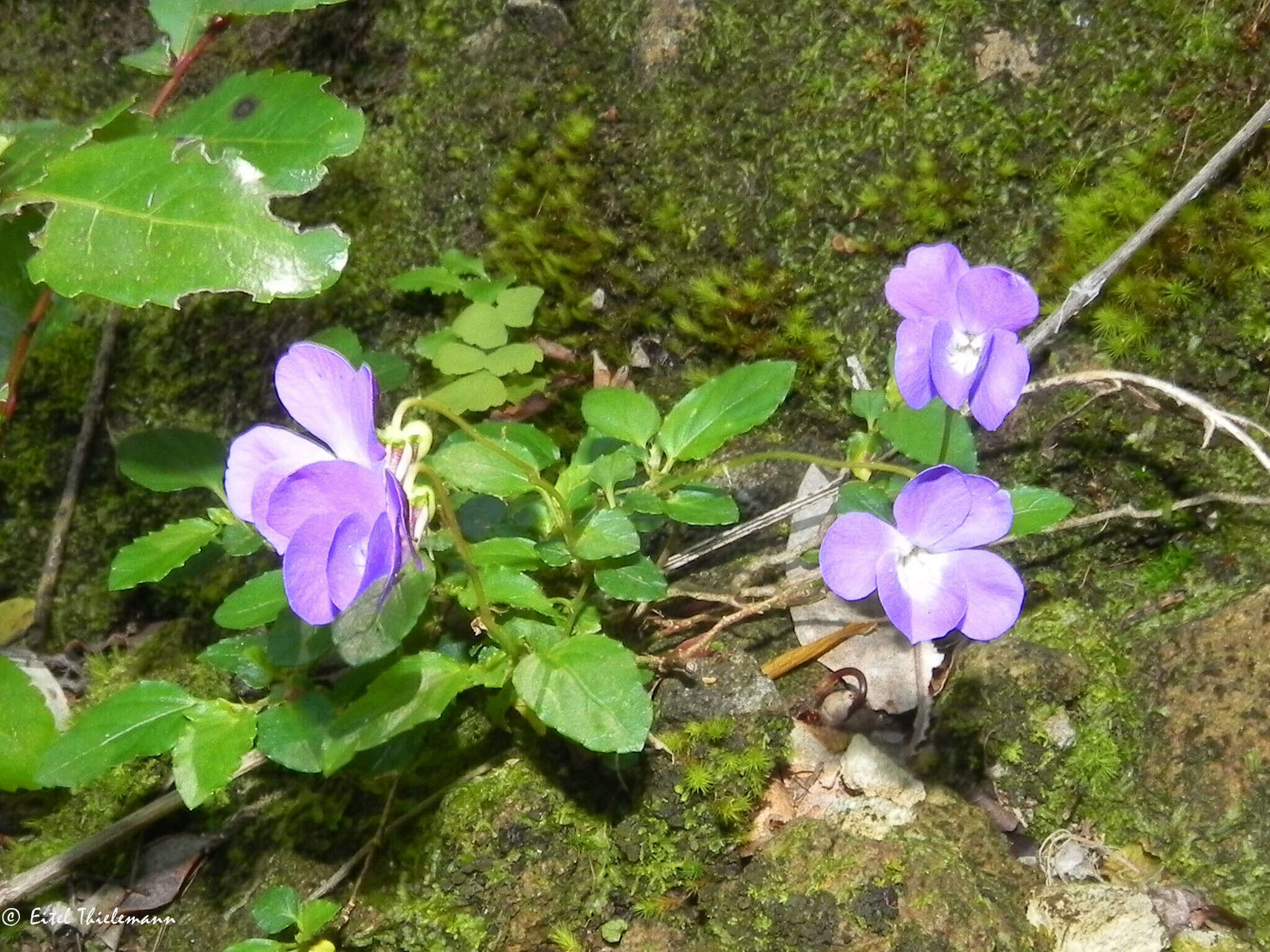 Viola portalesia C. Gay resmi