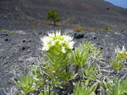 Plancia ëd Echium brevirame Sprague & Hutchinson