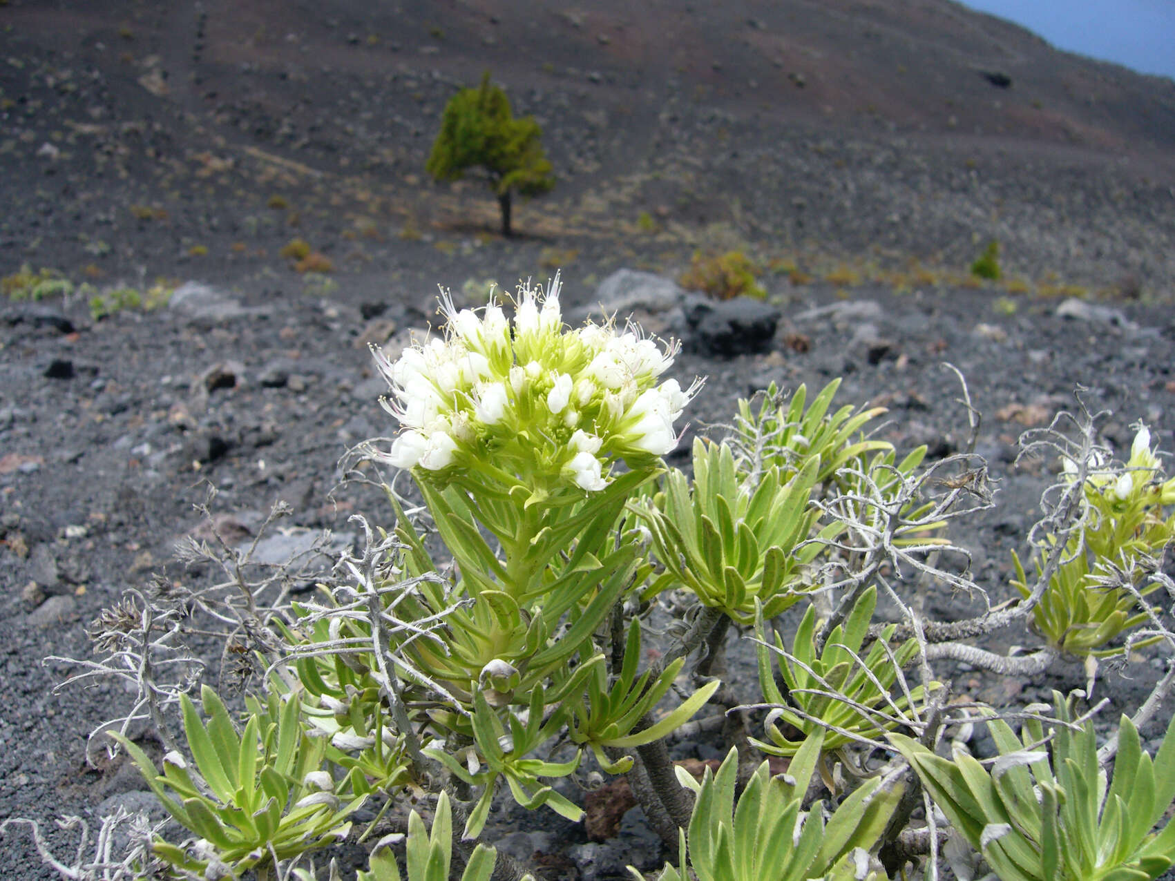 Image of Echium brevirame Sprague & Hutchinson