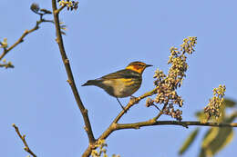 Image of Cape May Warbler