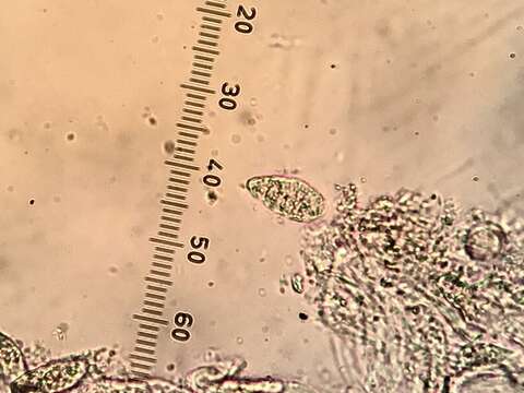 Слика од Protothelenella corrosa (Körb.) H. Mayrhofer & Poelt