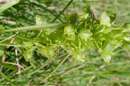 Image of Habenaria lithophila Schltr.