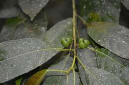 Sivun Cleidion castaneifolium Müll. Arg. kuva