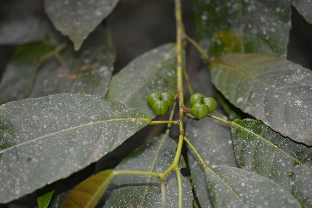 Plancia ëd Cleidion castaneifolium Müll. Arg.