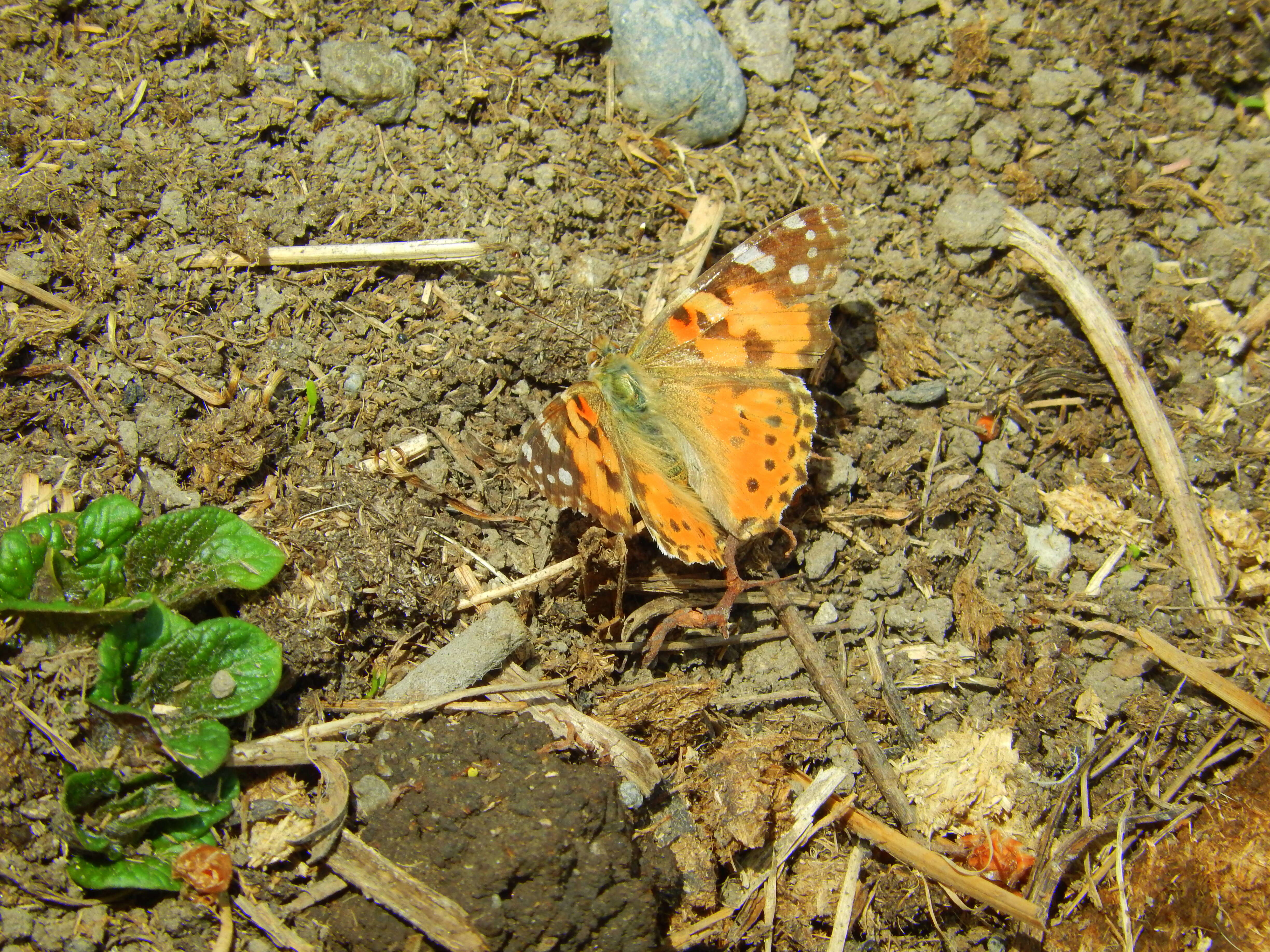 Plancia ëd Vanessa cardui