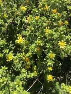 Image of Berkheya pauciflora Roessler