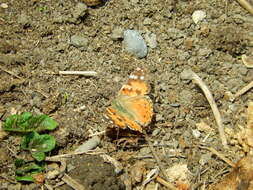 Image of Vanessa cardui