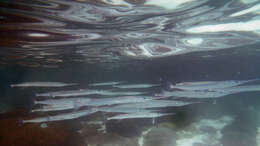 Image of Reef needlefish