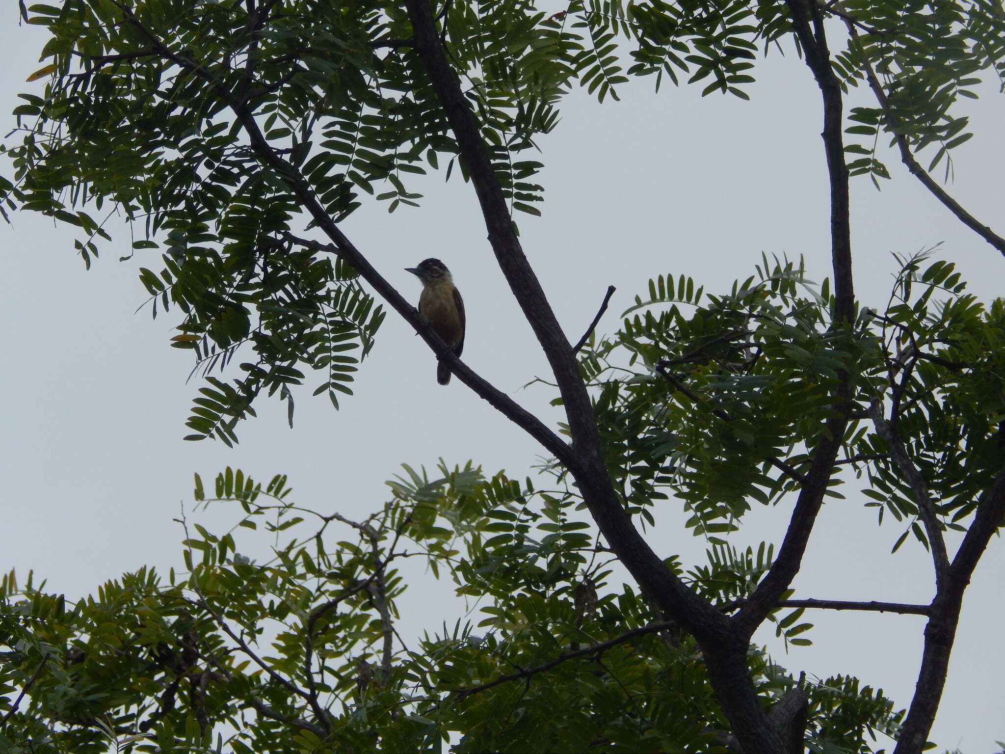 Image of Ochraceous Piculet