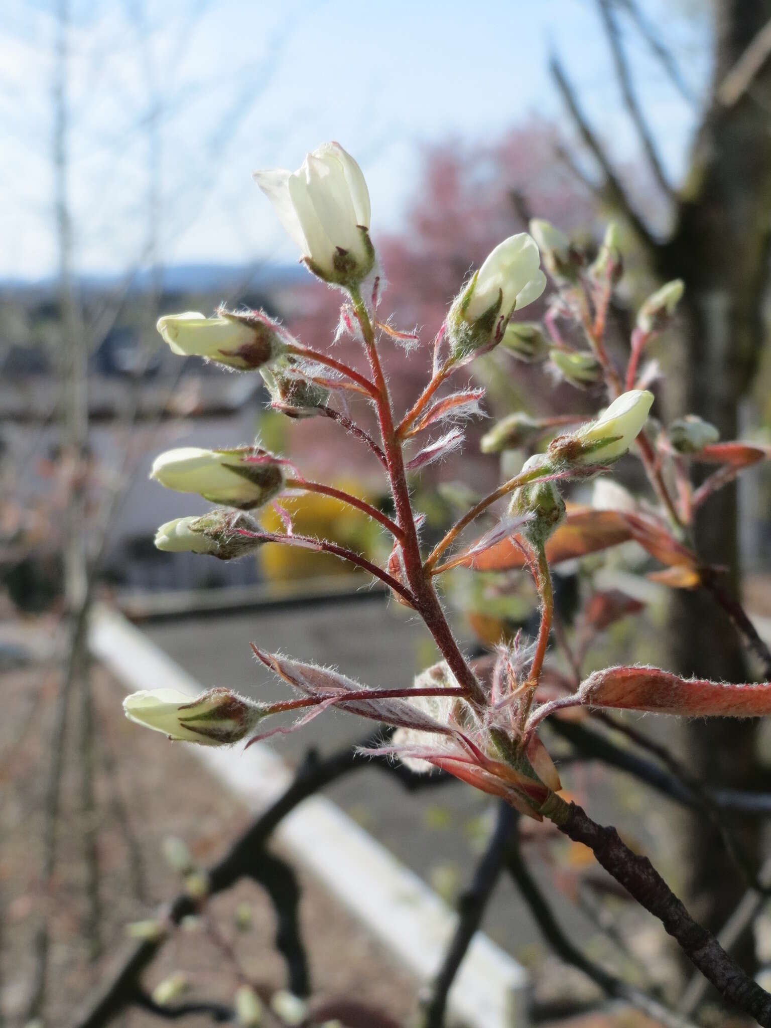 Image de Amelanchier lamarckii F. G. Schroed.