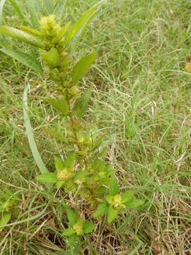 Imagem de Acalypha virginica L.