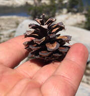 Imagem de Pinus contorta var. murrayana (Balf.) Engelm.