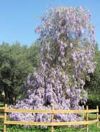 Plancia ëd Wisteria floribunda (Willd.) DC.