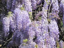 Image of Japanese wisteria