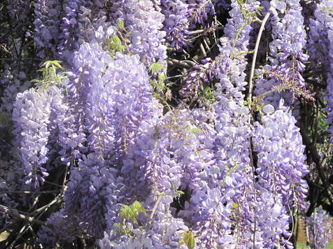 Plancia ëd Wisteria floribunda (Willd.) DC.