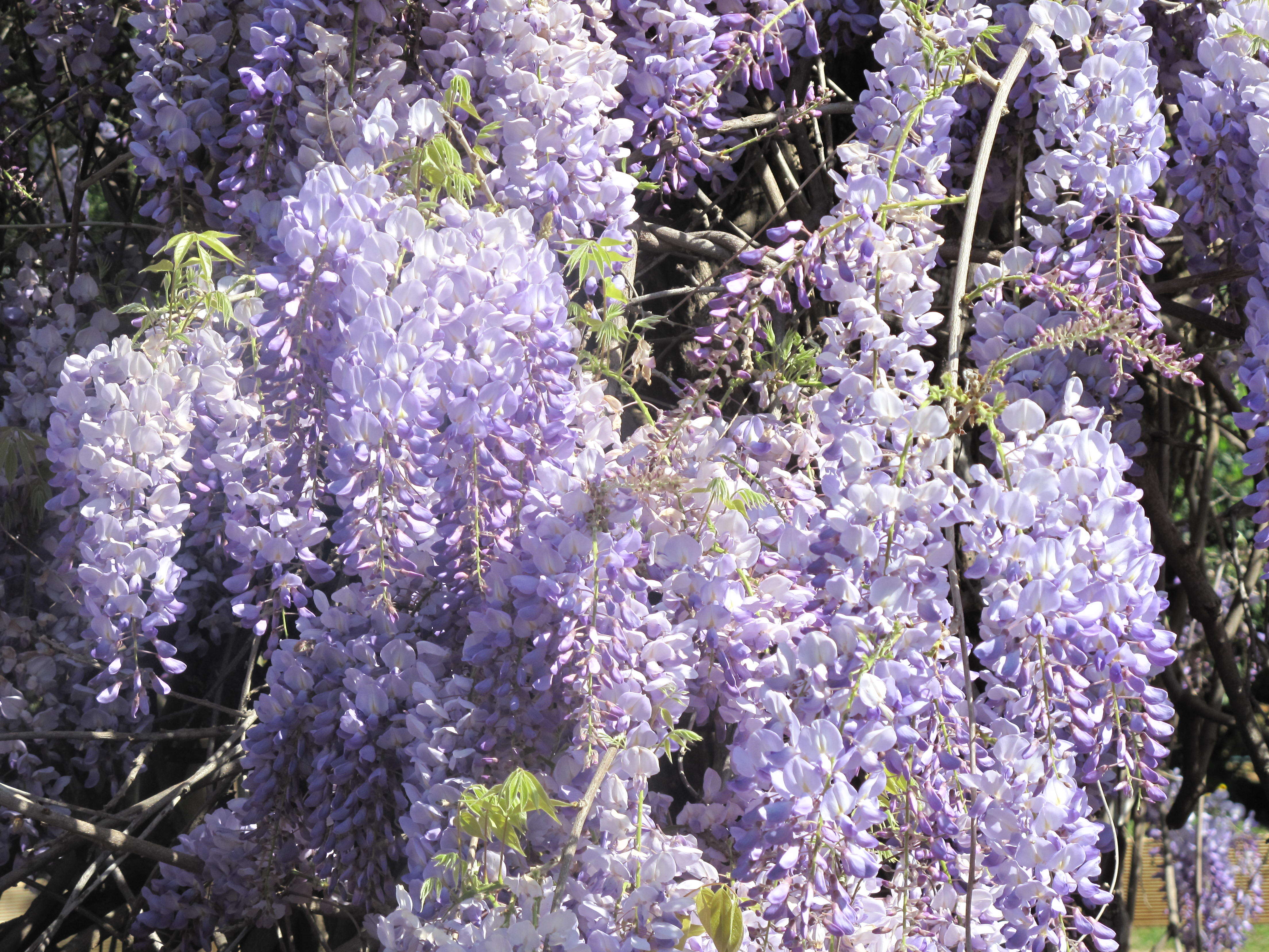 Image of Japanese wisteria