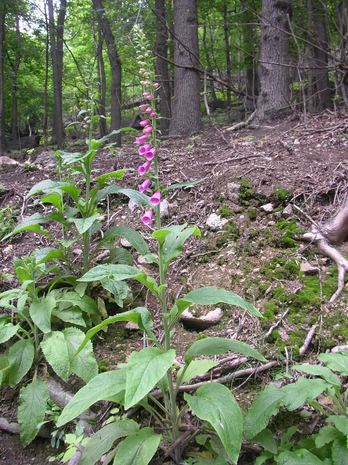 Imagem de Digitalis purpurea L.