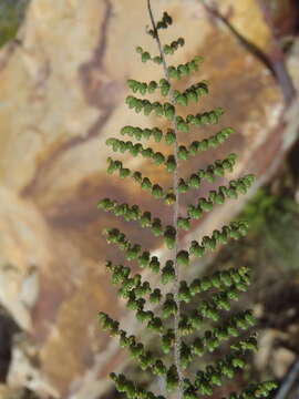 Image of Cheilanthes parviloba (Sw.) Sw.