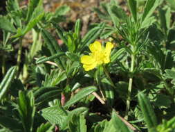 Imagem de Potentilla reptans L.