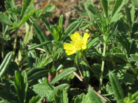 Imagem de Potentilla reptans L.