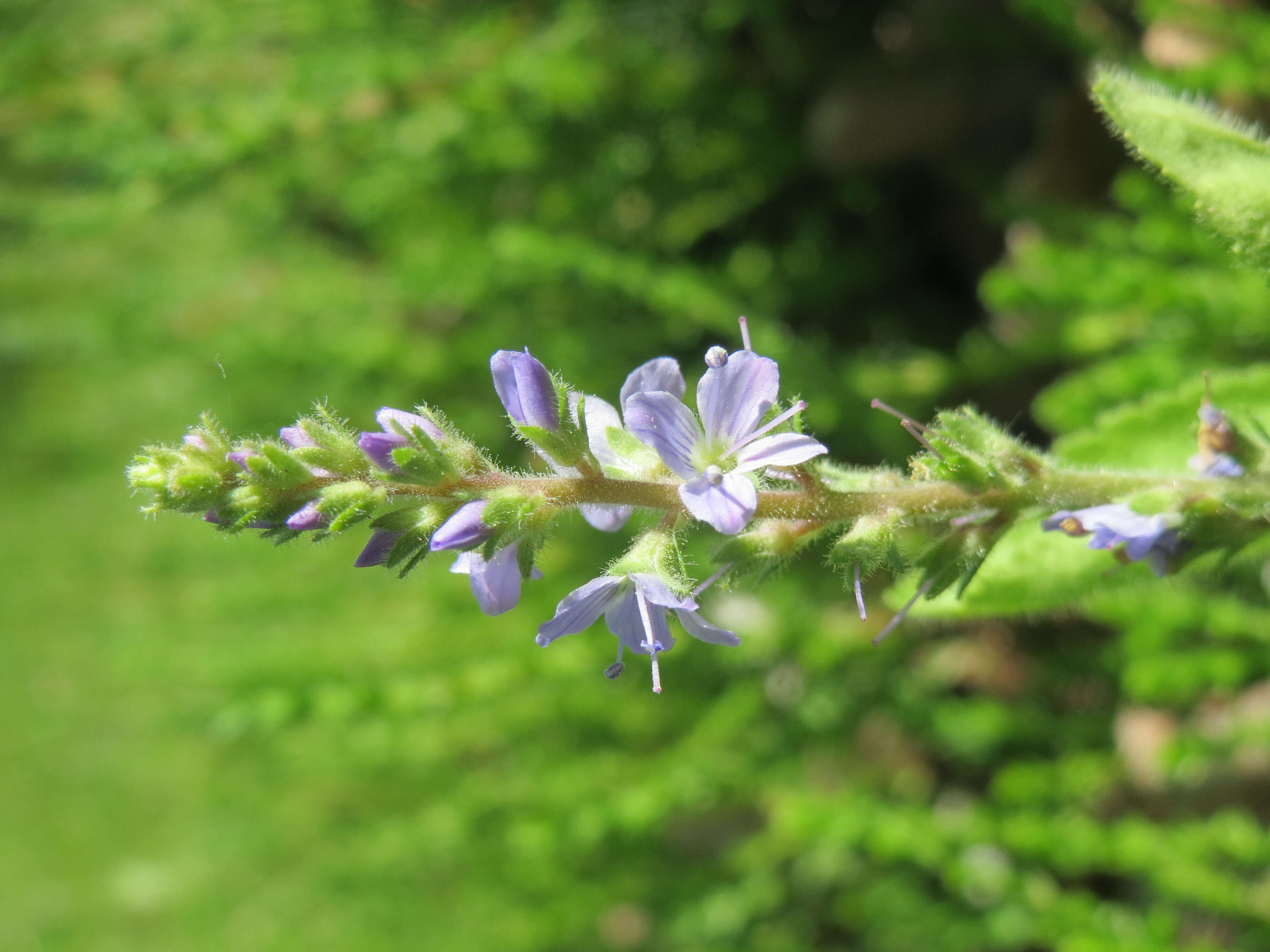 Image of Health Speedwell