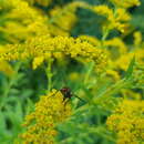 صورة Cylindromyia bicolor (Olivier 1811)